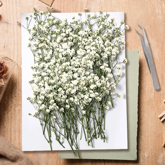 kaohong gypsophila paniculata flores