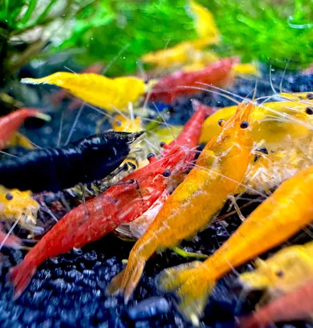 aqua breeding skill neocaridina