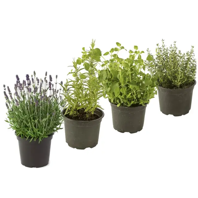 decoalive set 4 plantas aromáticas