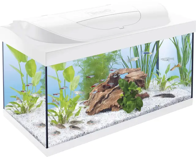 tetra starter line led 54l acuario